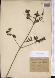 Verbenaceae, America (AMER) (United States)