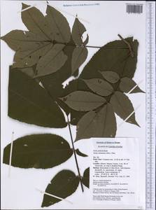 Carya alba (L.) Nutt., America (AMER) (United States)