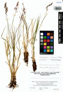 Calamagrostis angustifolia Kom., Siberia, Western Siberia (S1) (Russia)