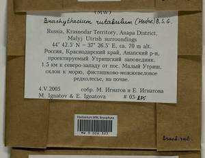 Brachythecium rutabulum (Hedw.) Schimp., Bryophytes, Bryophytes - North Caucasus & Ciscaucasia (B12) (Russia)