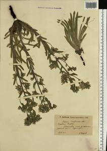 Onosma tinctoria M.Bieb., Eastern Europe, Lower Volga region (E9) (Russia)