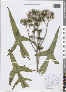 Sonchus palustris L., Crimea (KRYM) (Russia)