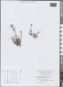 Poa arctica R.Br., Siberia, Central Siberia (S3) (Russia)