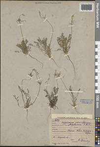 Hypecoum parviflorum Kar. & Kir., Middle Asia, Syr-Darian deserts & Kyzylkum (M7) (Uzbekistan)