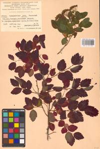 Spiraea chamaedryfolia L., Eastern Europe, West Ukrainian region (E13) (Ukraine)