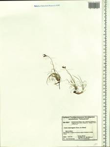 Carex petricosa var. petricosa, Siberia, Central Siberia (S3) (Russia)
