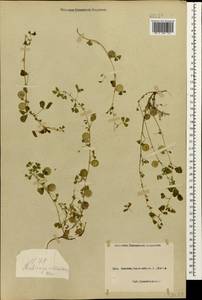 Medicago orbicularis (L.)Bartal., Caucasus, Black Sea Shore (from Novorossiysk to Adler) (K3) (Russia)