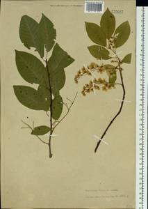 Prunus padus L., Siberia, Baikal & Transbaikal region (S4) (Russia)