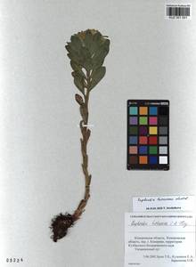 KUZ 001 551, Euphorbia pilosa L., Siberia, Altai & Sayany Mountains (S2) (Russia)