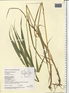 Phalaris arundinacea L., Eastern Europe, Central region (E4) (Russia)