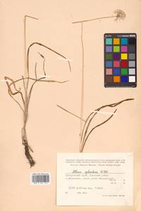 Allium splendens Willd. ex Schult. & Schult.f., Siberia, Russian Far East (S6) (Russia)