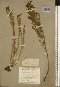 Spirobassia hirsuta (L.) Freitag & G. Kadereit, Eastern Europe, South Ukrainian region (E12) (Ukraine)