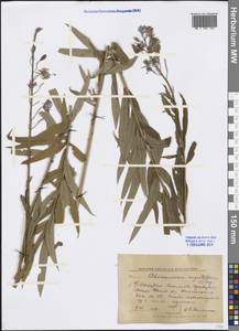Chamaenerion angustifolium (L.) Scop., Eastern Europe, Volga-Kama region (E7) (Russia)
