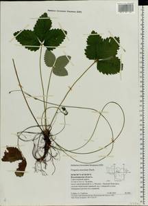 Fragaria moschata Duchesne, Eastern Europe, Central region (E4) (Russia)