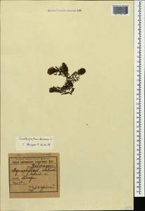 Ceratophyllum demersum L., Caucasus, Georgia (K4) (Georgia)