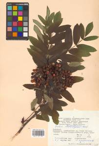 Sorbus aucuparia L., Caucasus, Azerbaijan (K6) (Azerbaijan)