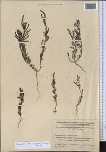 Suaeda corniculata (C. A. Mey.) Bunge, Middle Asia, Northern & Central Kazakhstan (M10) (Kazakhstan)