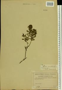 Spiraea crenata L., Eastern Europe, Middle Volga region (E8) (Russia)