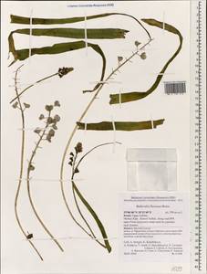 Bellevalia flexuosa Boiss., South Asia, South Asia (Asia outside ex-Soviet states and Mongolia) (ASIA) (Israel)