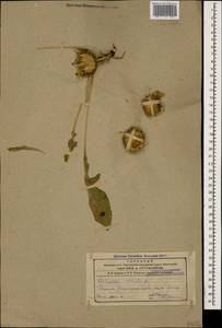 Centaurea rhizantha C. A. Mey., Caucasus, Armenia (K5) (Armenia)