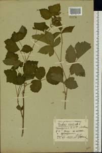 Rubus caesius L., Eastern Europe, Belarus (E3a) (Belarus)