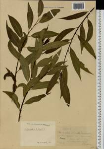 Salix silesiaca Willd., Eastern Europe, Moscow region (E4a) (Russia)