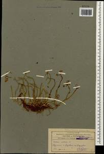 Sedum album L., Caucasus, Armenia (K5) (Armenia)
