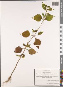 Sigesbeckia orientalis L., Caucasus, Stavropol Krai, Karachay-Cherkessia & Kabardino-Balkaria (K1b) (Russia)