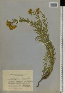 Haplophyllum suaveolens (DC.) G. Don, Eastern Europe, Moldova (E13a) (Moldova)