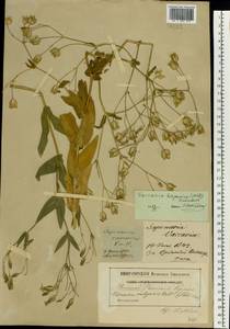 Gypsophila vaccaria (L.) Sm., Crimea (KRYM) (Russia)