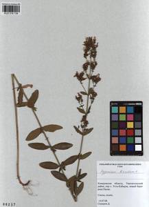 KUZ 018 134, Hypericum hirsutum L., Siberia, Altai & Sayany Mountains (S2) (Russia)