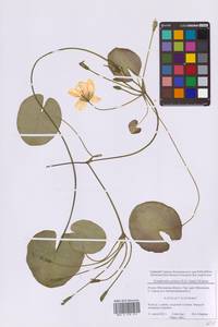 Nymphoides peltata (S.G.Gmel.) Kuntze, Eastern Europe, Moscow region (E4a) (Russia)