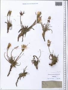 Asteraceae, Middle Asia, Pamir & Pamiro-Alai (M2) (Tajikistan)