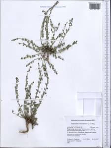 Andrachne telephioides L., Middle Asia, Western Tian Shan & Karatau (M3) (Kyrgyzstan)