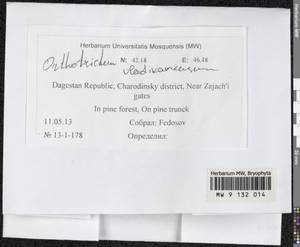 Lewinskya vladikavkana (Venturi) F. Lara, Garilleti & Goffinet, Bryophytes, Bryophytes - North Caucasus & Ciscaucasia (B12) (Russia)