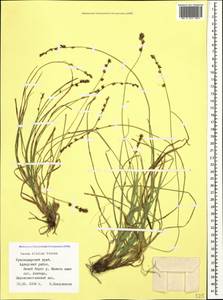 Carex divulsa Stokes, Caucasus, Black Sea Shore (from Novorossiysk to Adler) (K3) (Russia)