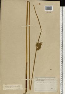 Juncus effusus L., Eastern Europe, Moscow region (E4a) (Russia)