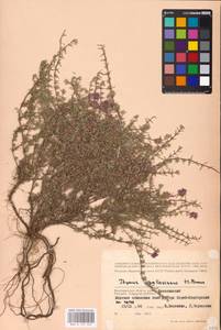 MHA 0 157 337, Thymus pallasianus Heinr.Braun, Eastern Europe, Lower Volga region (E9) (Russia)