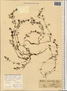 Galium anfractum Sommier & Levier, Caucasus, North Ossetia, Ingushetia & Chechnya (K1c) (Russia)