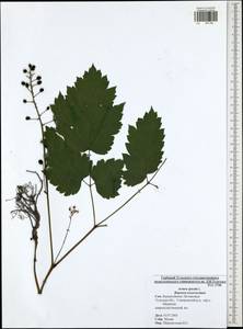 Actaea spicata L., Eastern Europe, Central region (E4) (Russia)