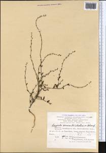 Pseudolappula sinaica (A. DC.) Khoshsokhan, Sherafati & Kaz. Osaloo, Middle Asia, Karakum (M6) (Turkmenistan)