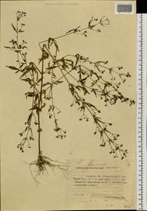 Amethystea caerulea L., Siberia, Russian Far East (S6) (Russia)