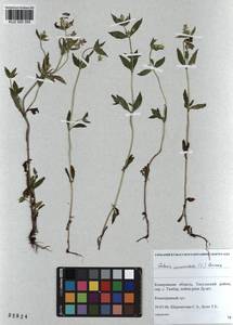 KUZ 000 355, Halenia corniculata (L.) Cornaz, Siberia, Altai & Sayany Mountains (S2) (Russia)