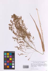 Panicum miliaceum L., Eastern Europe, Moscow region (E4a) (Russia)