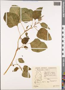 Amaranthus viridis L., Eastern Europe, Volga-Kama region (E7) (Russia)