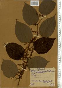Reynoutria japonica Houtt., Eastern Europe, Central forest-and-steppe region (E6) (Russia)