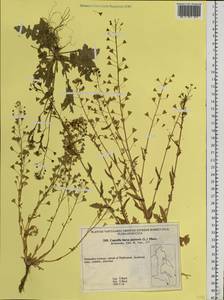 Capsella bursa-pastoris (L.) Medik., Siberia, Russian Far East (S6) (Russia)