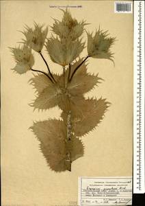 Eryngium giganteum M. Bieb., Caucasus, Stavropol Krai, Karachay-Cherkessia & Kabardino-Balkaria (K1b) (Russia)