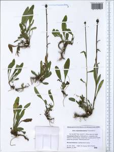 Aster alpinus var. serpentimontanus (Tamamsch.) Y. Ling, Siberia, Russian Far East (S6) (Russia)