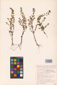 Lythrum borysthenicum (M. Bieb. ex Schrank) Litv., Eastern Europe, Lower Volga region (E9) (Russia)